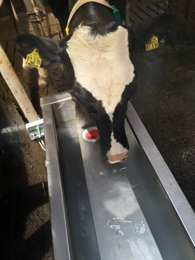 Cow at a trough